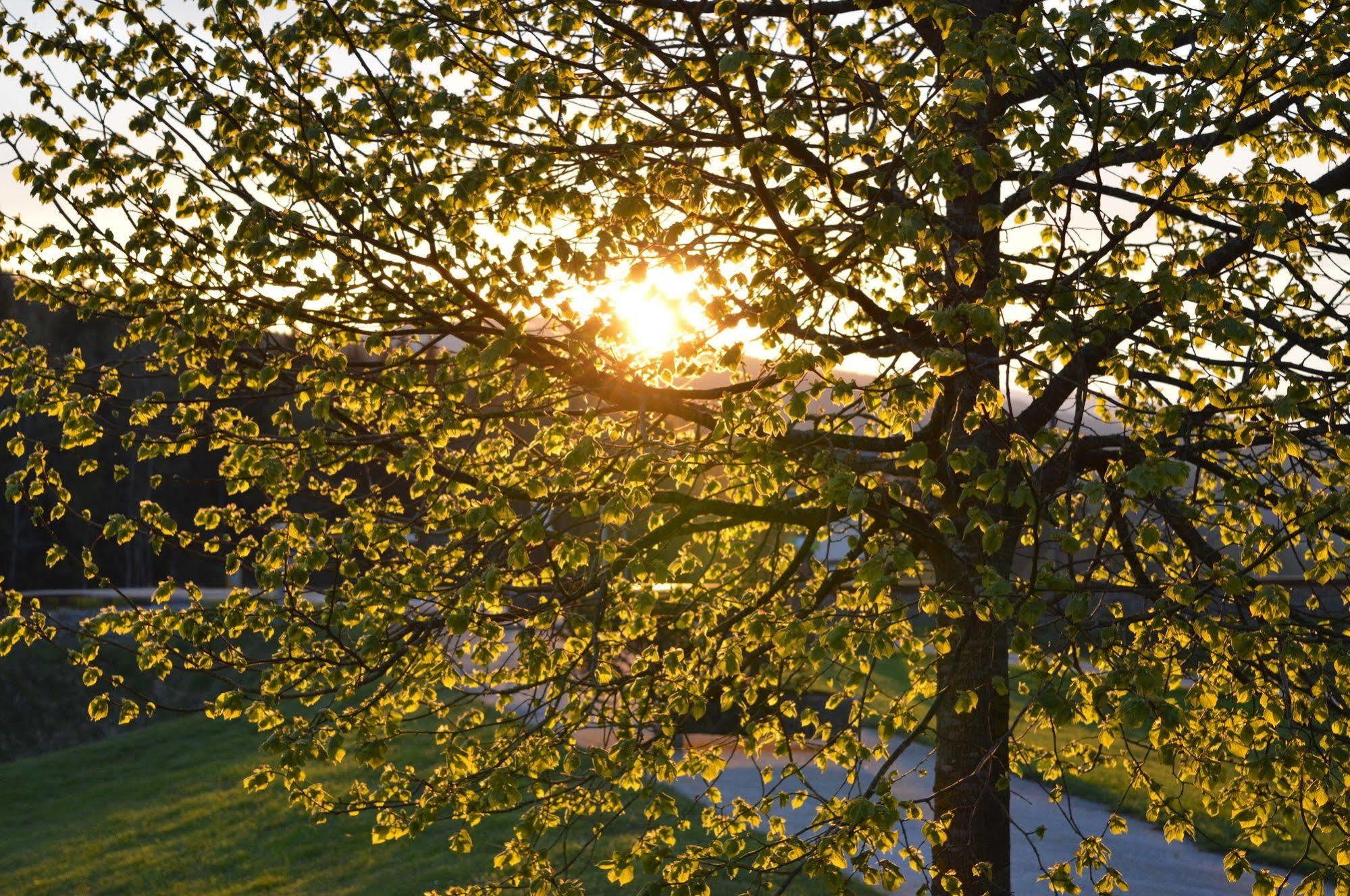 Wellness- Und Vitalhotel Boehmhof Bodenmais Exteriér fotografie